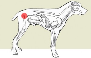 Hip Dysplasia on dog 